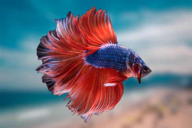 How take care of betta fish