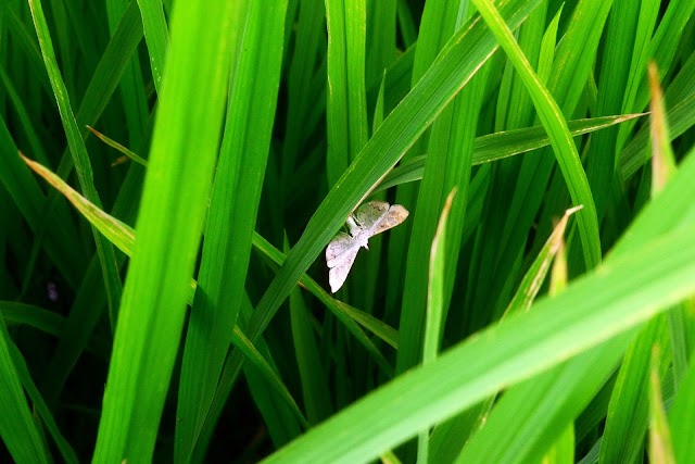 How can farmers protect their crops from pests and diseases?