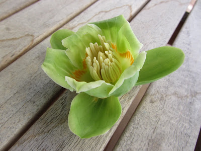 bee, beekeeping, brushy mountain, foundation strip, frame, Small Hive Beetle, tulip poplar, 