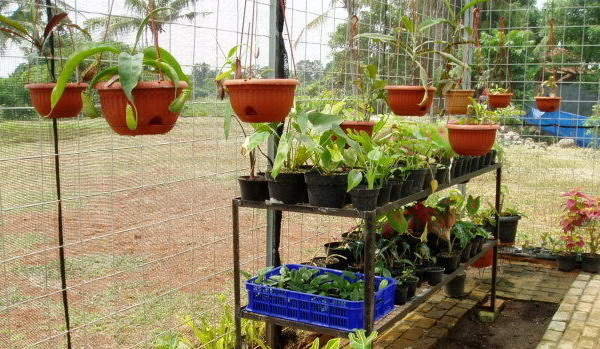 Membuat Taman Gantung di  Rumah  Rumah  Saya