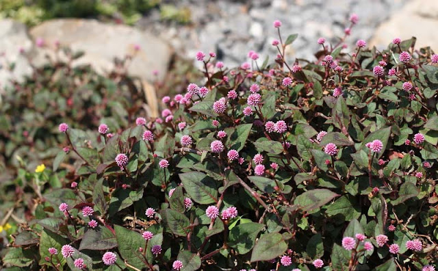 Persicaria Capitata Flowers Pictures