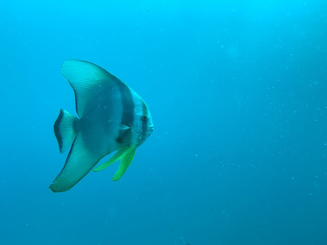 plongée sous marine à Phuket, Scuba diving fun, voyages thailande, les petites bulles de ma vie