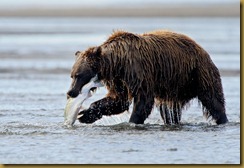 Bear with fish_ROT1485 September 01, 2011 NIKON D3S