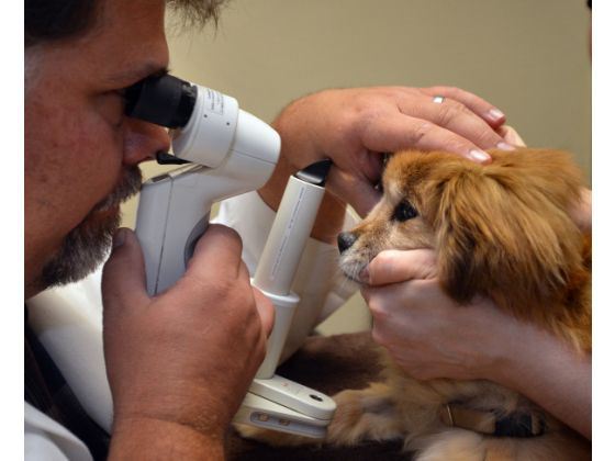 Dog Eye Doctor6