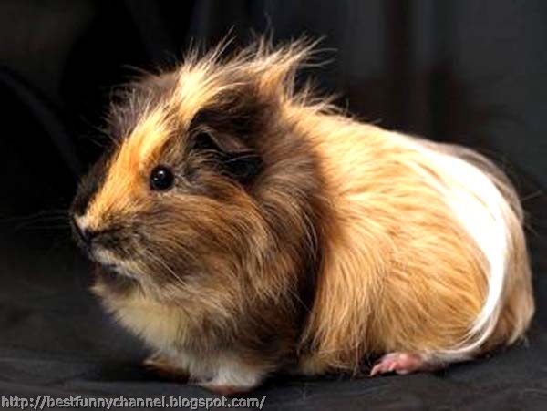 Guinea pig.