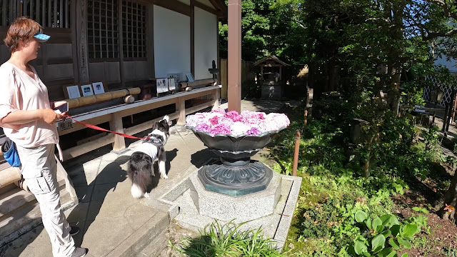 保護犬 ボーダーコリー トーマ 鎌倉 成就院 あじさい