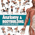 Anatomy & Bodybuilding: A Complete Visual Guide