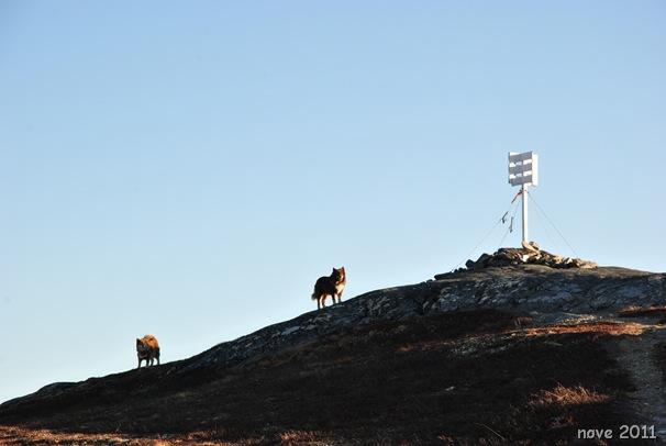 Bøgaset 013