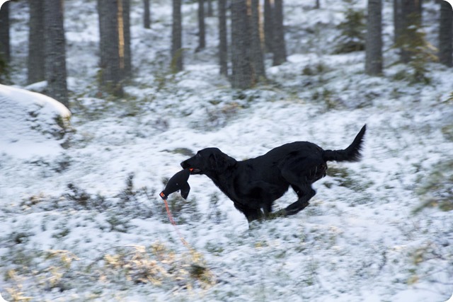 Tra╠êning vid skjutbanan 23