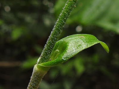 The involucre and peduncle of Japanese Pollia