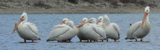 Pelicans