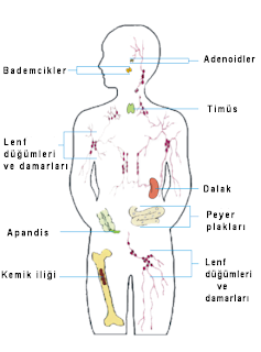 Bağışıklık sistemi organları