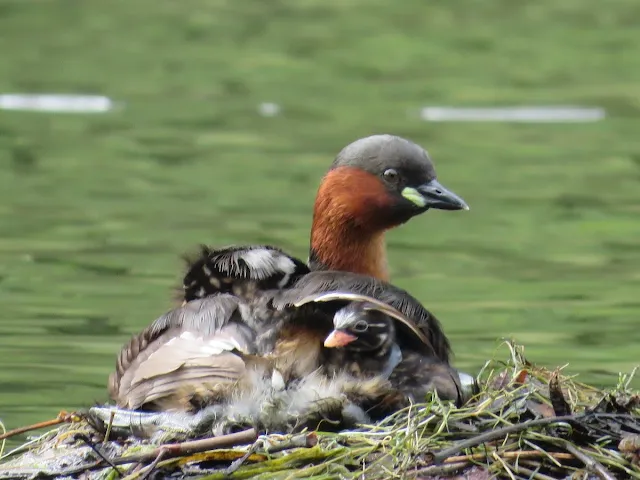 Little grebe with chick in Herbert Park in Dublin in April