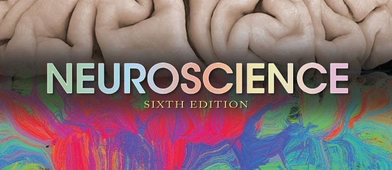 Neuroscience 6th Edition 2018 By Dale Purves PDF [EB00K] fast delivery