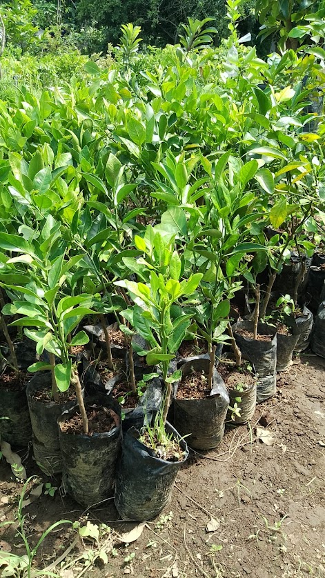 bibit jeruk dekopon import asli hasil okulasi pusat tanaman murah Palembang