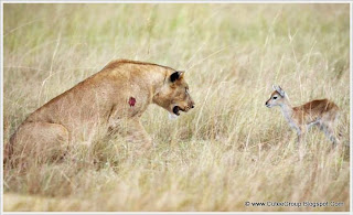 Lioness Adopted Baby Antelope