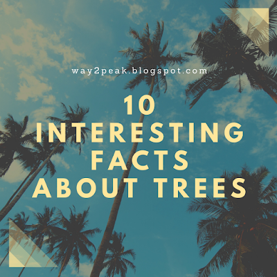 10 Interesting facts of trees