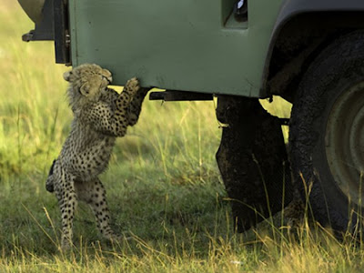 Animal Attacking Car Seen On www.coolpicturegallery.us