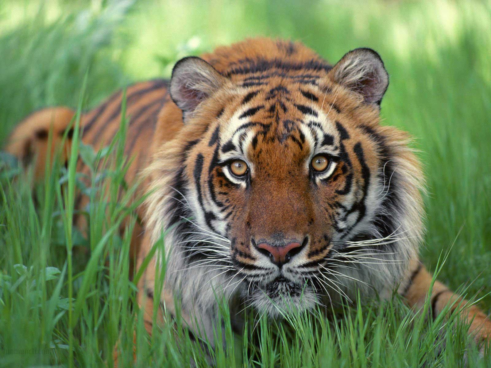 All HD Wallpapers: Wild Animals Pictures and Photos