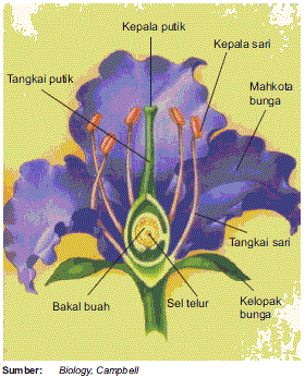 PENDIDIKAN DAN PENGETAHUAN Bagian Fungsi Struktur Bunga 