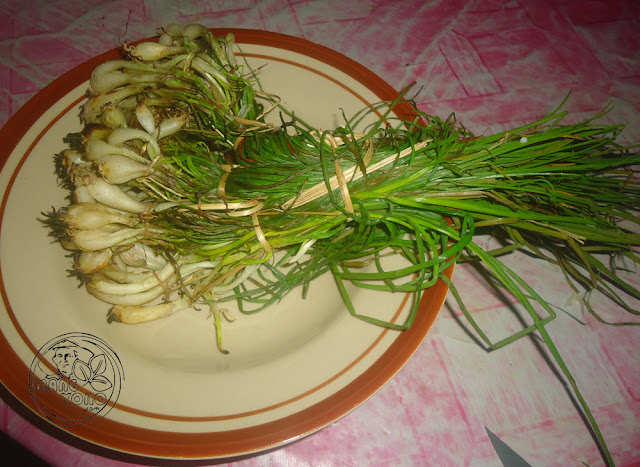 Kucai / Lokio/bawang batak (Allium chinense)