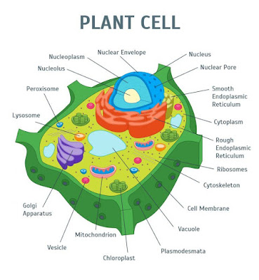 Plant Cell With Label Diagram