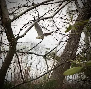 night heron; Nycticorax nycticorax; Patriots Point; Mt. Pleasant; South Carolina; Giorgio Coniglio