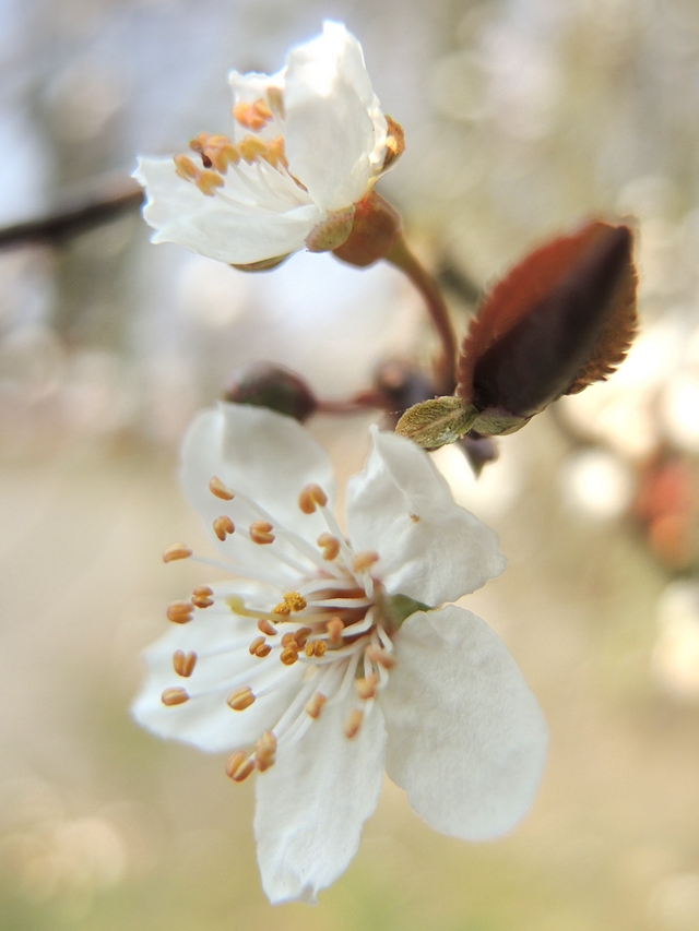 Ertbruggebos: 'bijna-lente'...