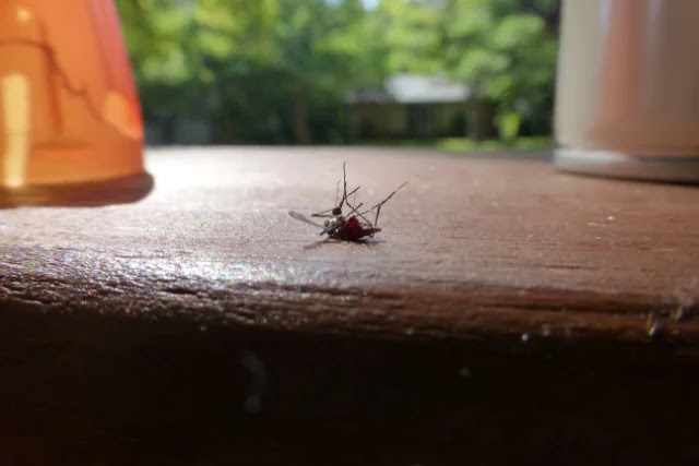 how to-control-and-kill-mosquitoes-outside-your-home