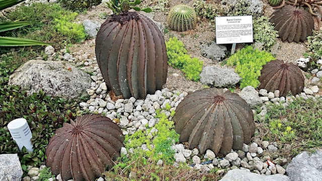 Barrel Cacti at Changi Airport Terminal 1 Cactus Garden