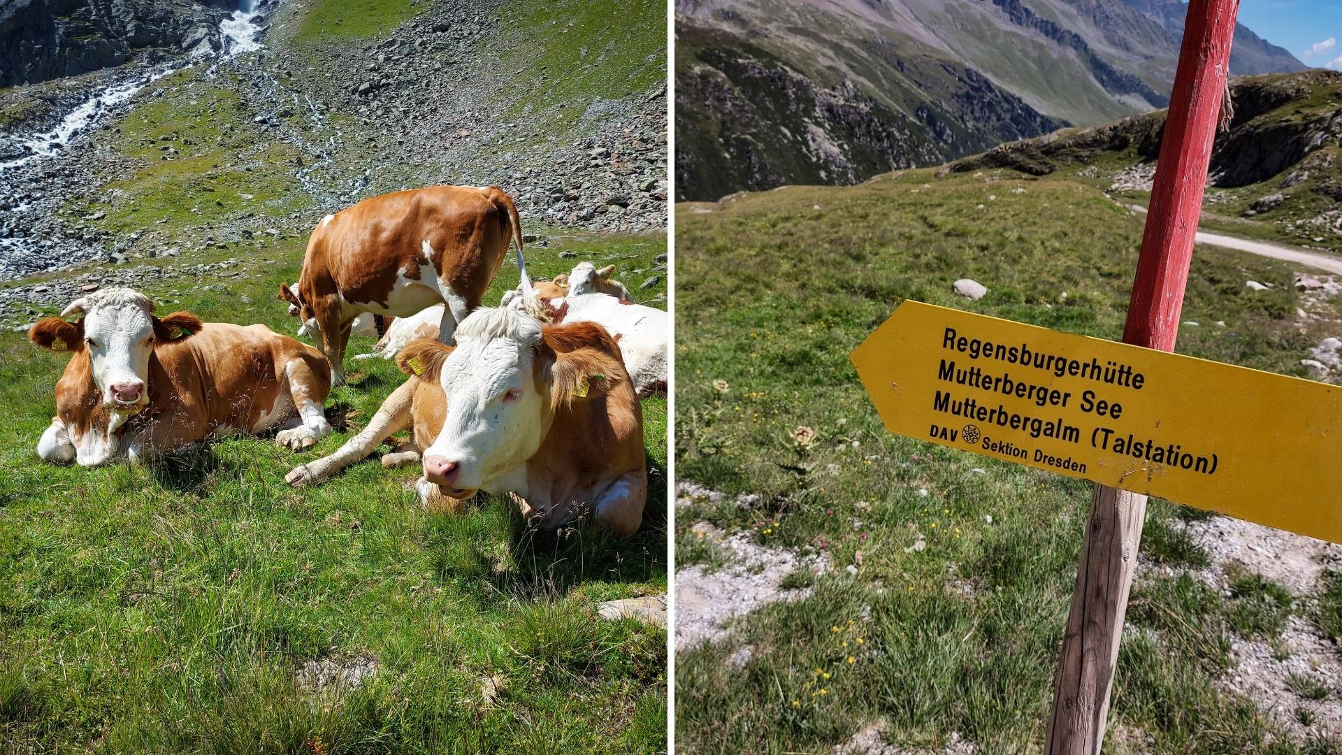 Szlaki w Alpach Sztubajskich, Stubaital. Krowy na szlaku