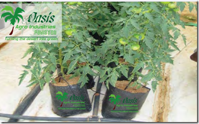 What is hydroponics?