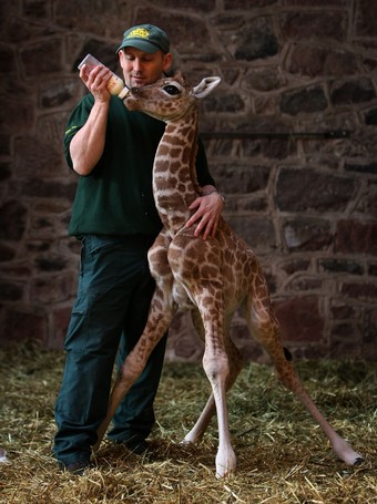 Baby Giraffe