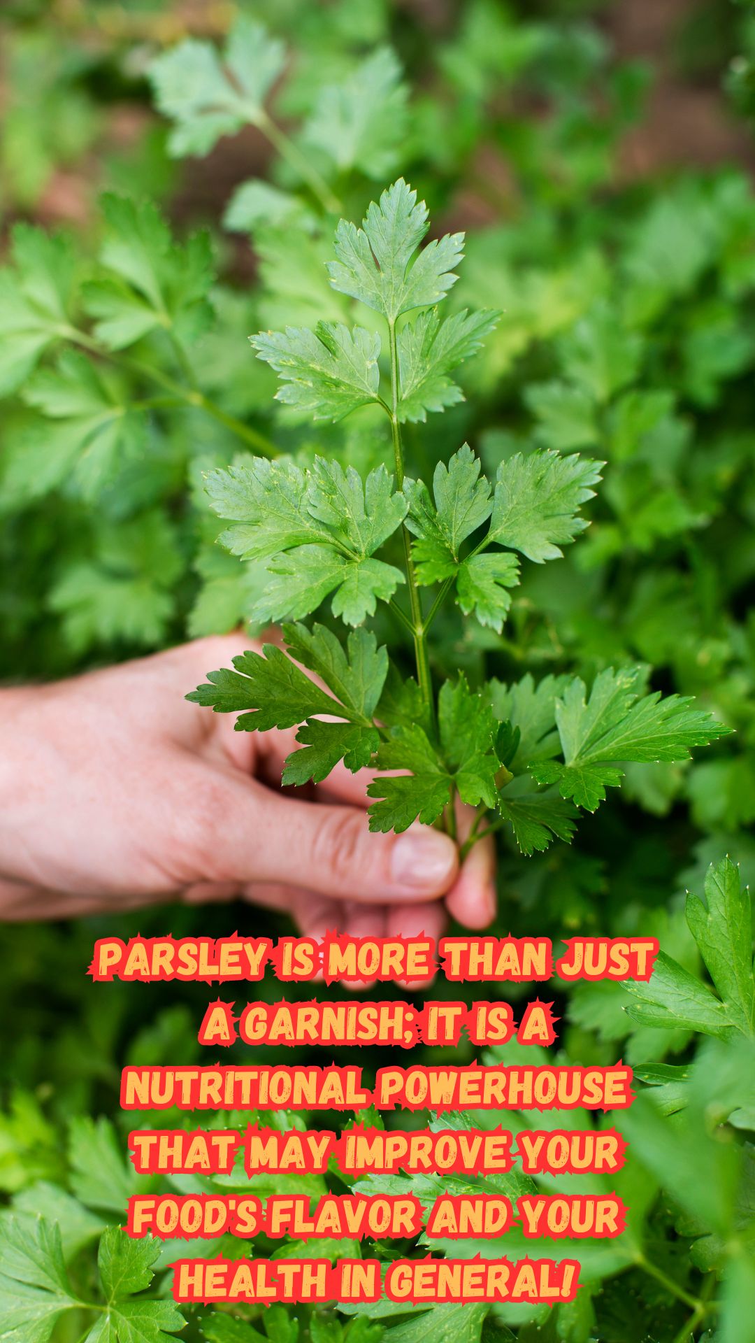 Parsley isn't just a garnish; it's a nutritional powerhouse and a versatile herb that can elevate your health and culinary experiences. From boosting your immune system to promoting heart health and beyond, parsley's benefits are as diverse as its uses. So, don't just see parsley as a side note on your plate – embrace it as a green companion on your journey to a balanced and healthy lifestyle. Sprinkle it, savor it, and let parsley become a flavorful ally in your quest for well-being.