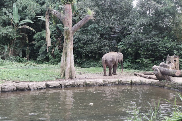 Wisuda TK dan Jalan-Jalan ke Taman Safari Bogor