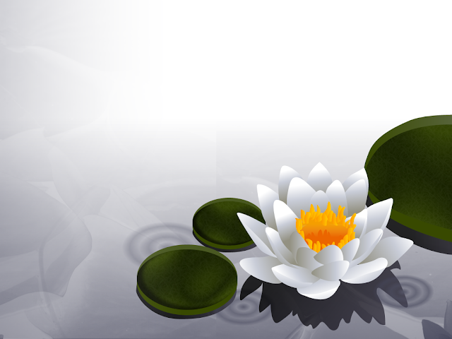 Beautiful Lotus HD Wallpapers Free Download