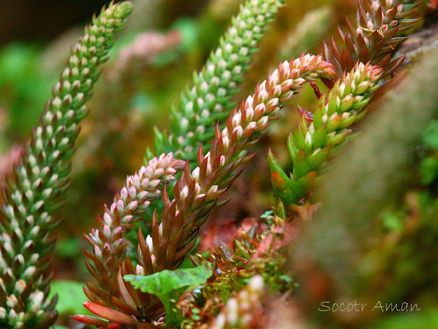 Orostachys japonica