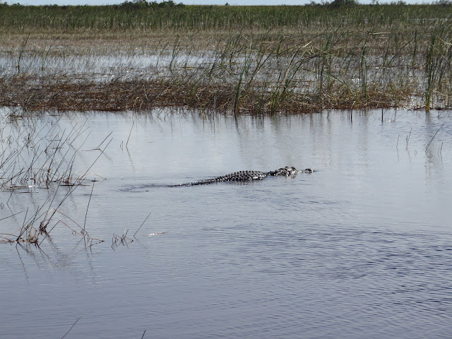 Alligator swimming through sawgrass in Sawgrass Recreation Area, Florida, USA