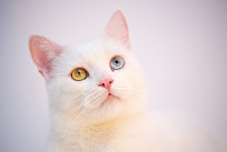 11-قطط الانجورا التركية : Turkish Angora