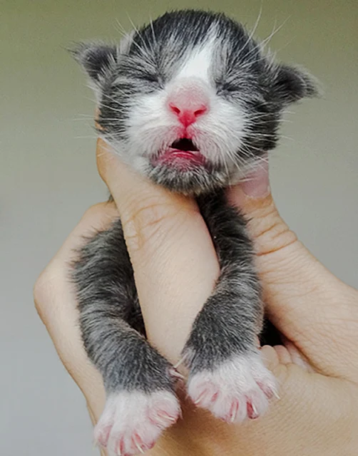 Juvenile Maine Coon from Maine Coon of Superbia