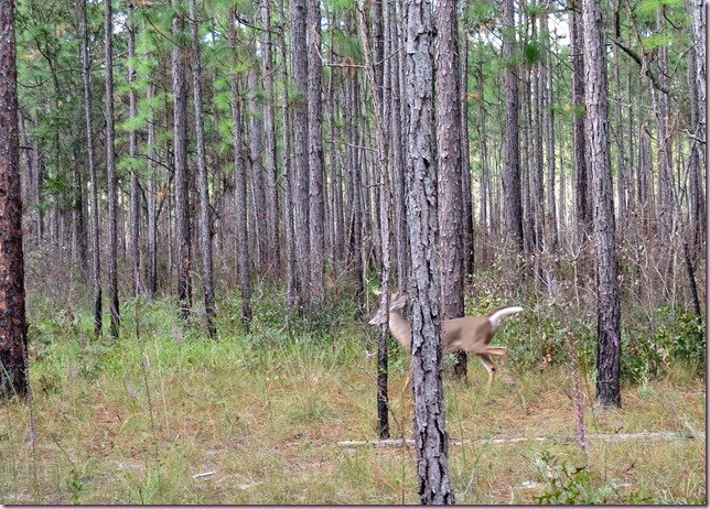 deerIMG_4500