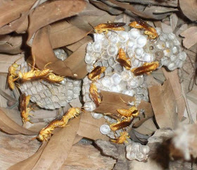 Paper Wasps Nest