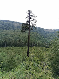 Big Lonely Doug, Port Renfrew