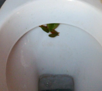 FROGS FROGS AND MORE FORGS