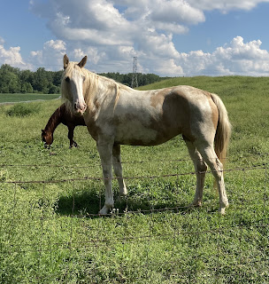 BlissWood Bed and Breakfast Ranch celebrates the holidays by offering a Hug a Horse Experience