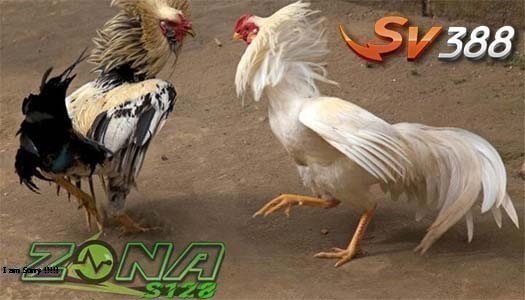 Situs Sabung Ayam Online Bandar Terpercaya