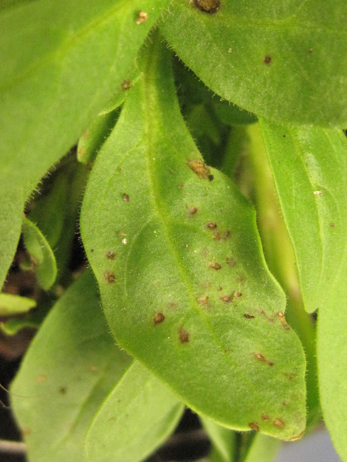 NCSU PDIC: Bacterial Leaf Spot: Acidovorax in the Greenhouse