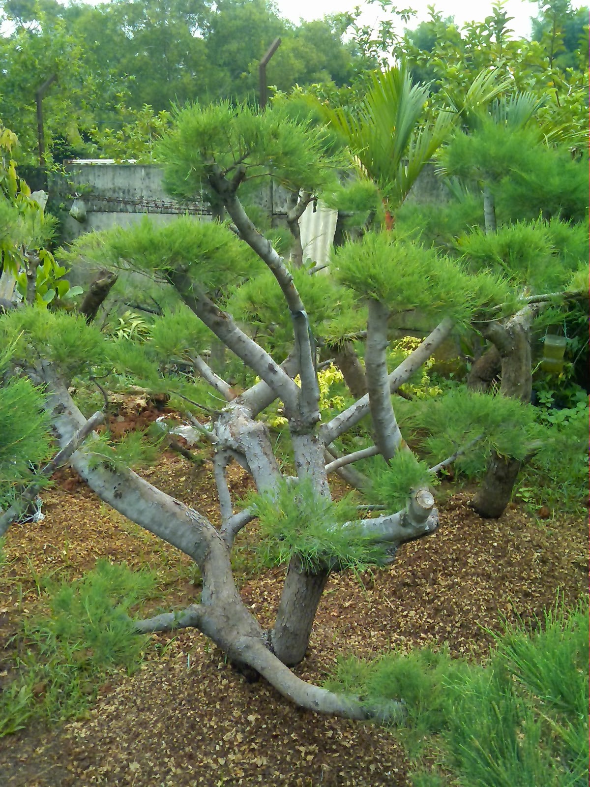 JUAL POHON BONSAI CEMARA UDANG ANEKA BONSAY TAMAN MINIMALIS