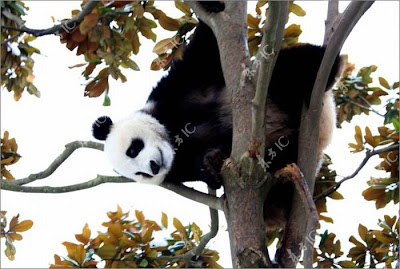 Pandas Enjoy Winter in China Seen On www.coolpicturegallery.us