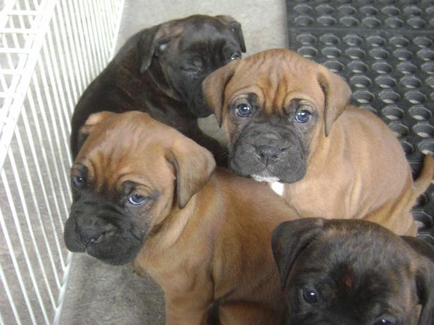 Beagle Boxer: Boxer Puppies For Free
